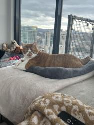 Reunited Male Cat last seen Trimble road , Nashville, TN 37215