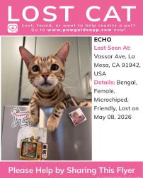 Lost Female Cat last seen Vassar Ave. and Harbinson Ave., La Mesa, CA 91942