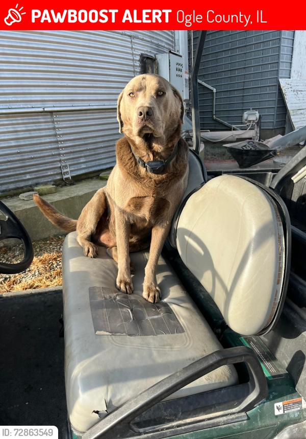 Lost Male Dog last seen South Woodlawn Rd and E Fairview Rd, Ogle County, IL 60113