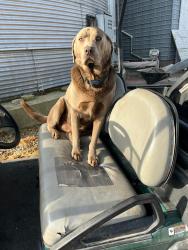 Lost Male Dog last seen South Woodlawn Rd and E Fairview Rd, Ogle County, IL 60113