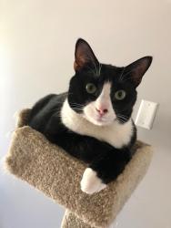 Reunited Male Cat last seen Coles Mill Rd, Franklin, NJ 08322