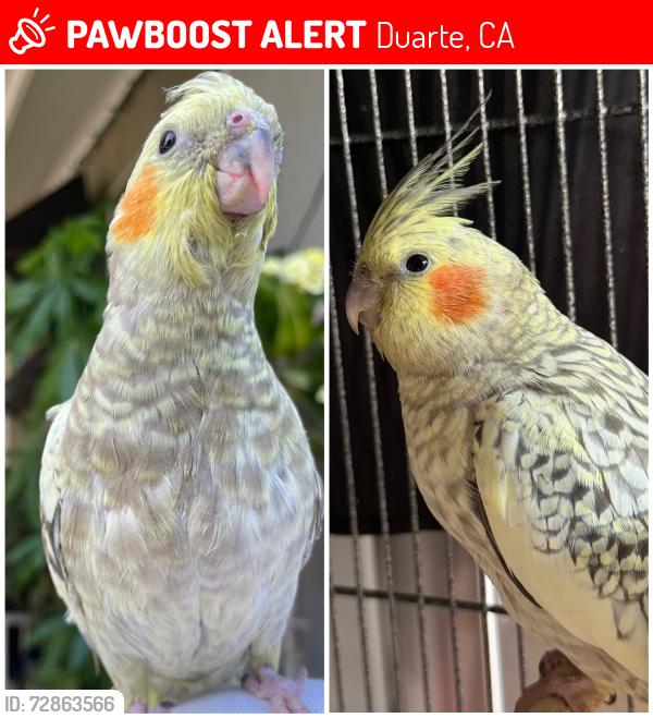 Lost Male Bird last seen Evergreen, Duarte, CA 91010