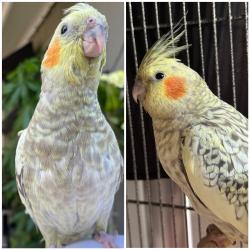Lost Male Bird last seen Evergreen, Duarte, CA 91010