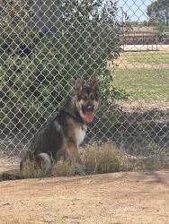 Found/Stray Unknown Dog last seen Right by Robert’s naylor k-8 school, Tucson, AZ 85711
