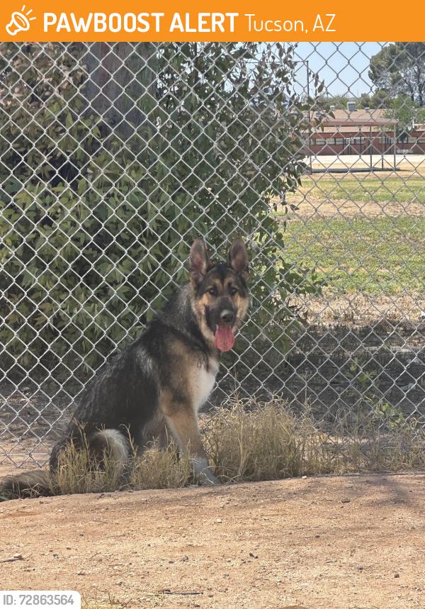 Found/Stray Unknown Dog last seen Right by Robert’s naylor k-8 school, Tucson, AZ 85711