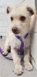 Shelter Stray Female Dog last seen E 43RD ST X LEROY ST, San Bernardino, CA 92401