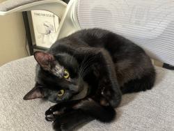 Reunited Male Cat last seen Emerald dr, Vista, CA 92083