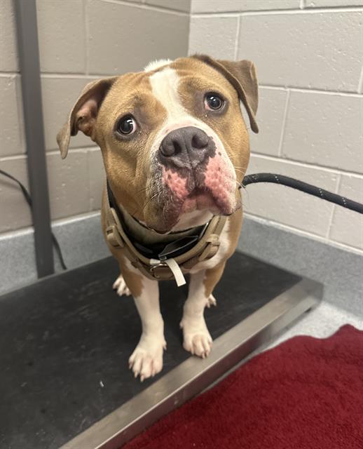 Shelter Stray Male Dog last seen Near , Indianapolis, IN 46221