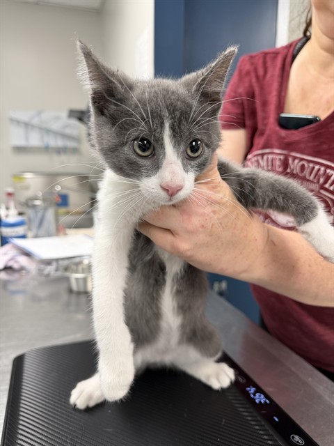 Shelter Stray Male Cat last seen , Bakersfield, CA 93307