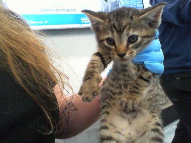Shelter Stray Female Cat last seen CHARLOTTE, Charlotte, NC 28217