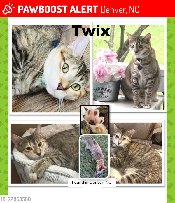Lost Female Cat last seen Sylvan Dr., Denver NC, Denver, NC 28037