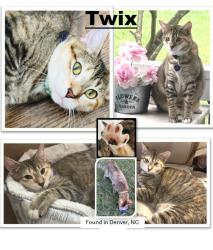 Lost Female Cat last seen Sylvan Dr., Denver NC, Denver, NC 28037