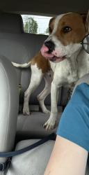 Found/Stray Unknown Dog last seen Surrey st, Lafayette, LA 70500