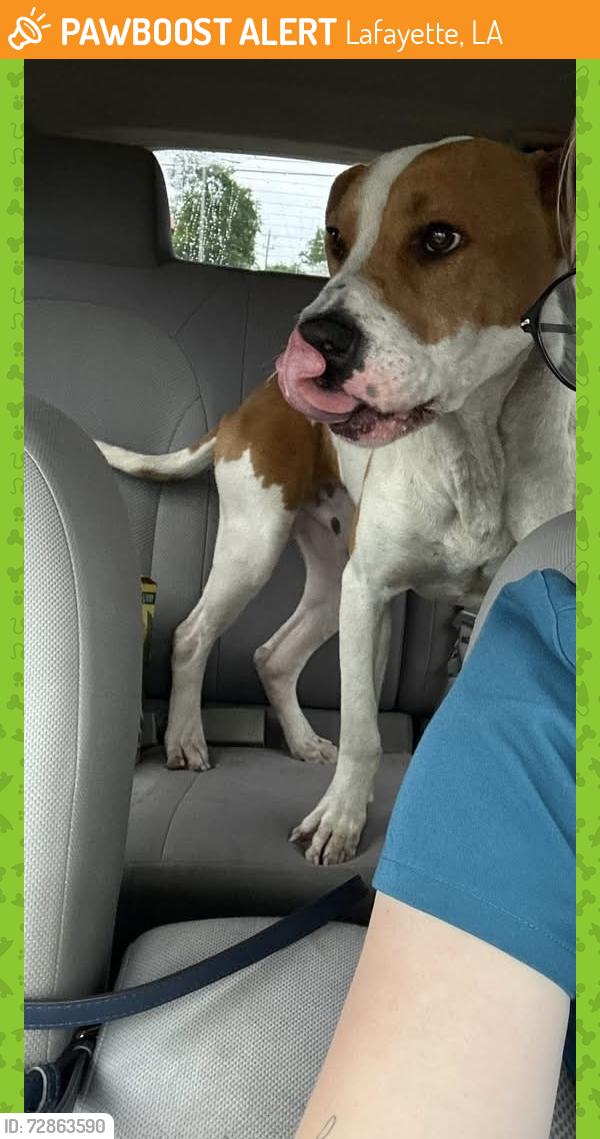 Found/Stray Unknown Dog last seen Surrey st, Lafayette, LA 70500