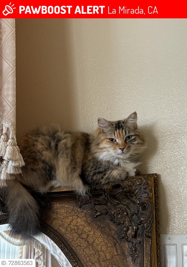 Lost Female Cat last seen Imperial Highway and First Avenue , La Mirada, CA 90638