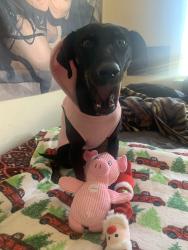 Lost Female Dog last seen merced/ puente , Baldwin Park, CA 91706
