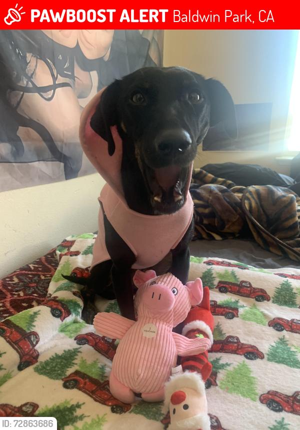 Lost Female Dog last seen merced/ puente , Baldwin Park, CA 91706