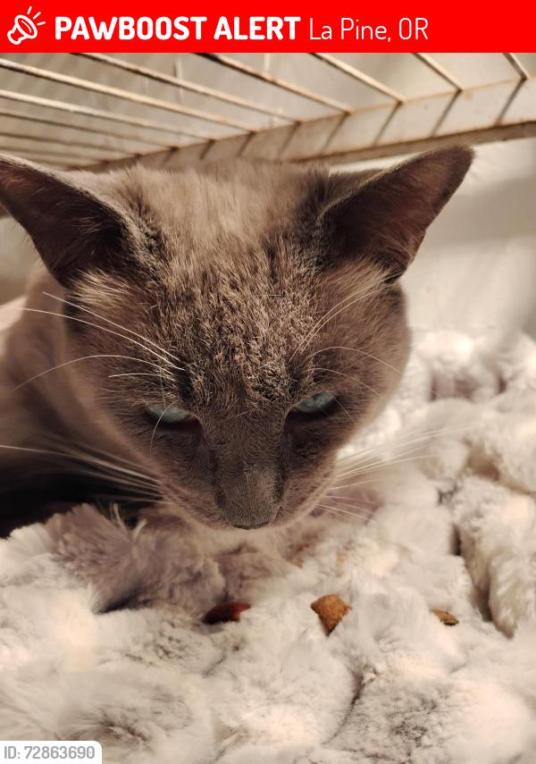 Lost Male Cat last seen Residential area behind Gordies. My ex boyfriends hse is 3 hses in on the right hand side coming from Gordies., La Pine, OR 97739