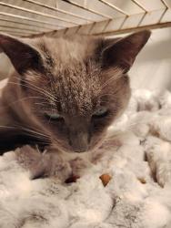 Lost Male Cat last seen Residential area behind Gordies. My ex boyfriends hse is 3 hses in on the right hand side coming from Gordies., La Pine, OR 97739