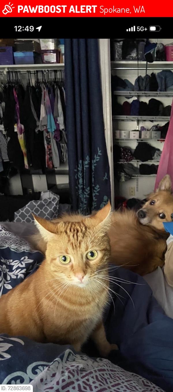 Lost Male Cat last seen By the river, Spokane, WA 99207