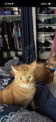 Lost Male Cat last seen By the river, Spokane, WA 99207