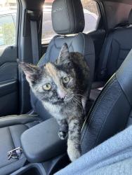 Found/Stray Unknown Cat last seen Blake Rd and Excelsior Blvd, Hopkins, MN 55305