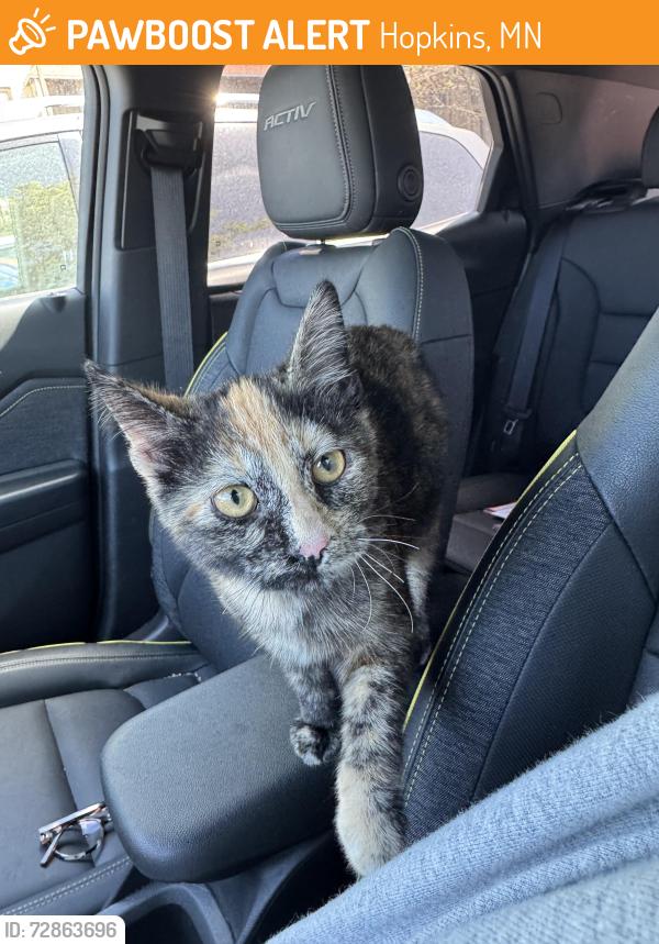 Found/Stray Unknown Cat last seen Blake Rd and Excelsior Blvd, Hopkins, MN 55305
