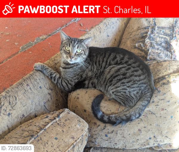 Lost Male Cat last seen Rt. 25 and Army Trail Rd, St. Charles, IL 60174