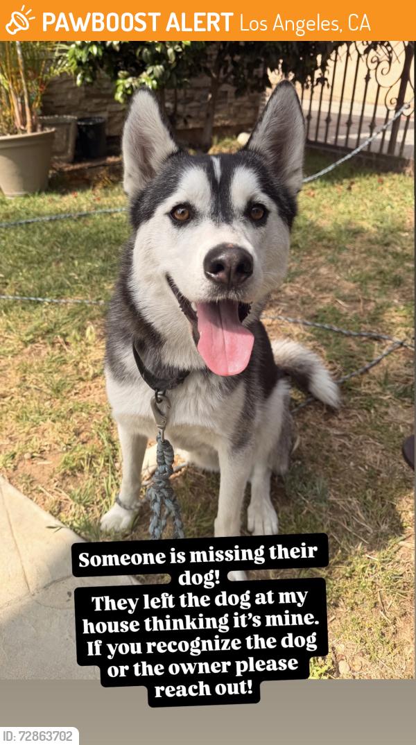 Found/Stray Male Dog last seen Indiana, Los Angeles, CA 90063