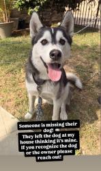 Found/Stray Male Dog last seen Indiana, Los Angeles, CA 90063