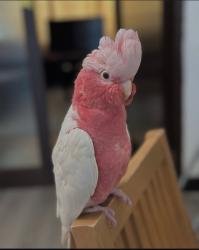 Lost Male Bird last seen South kenton, Greater London, England HA9 8QY