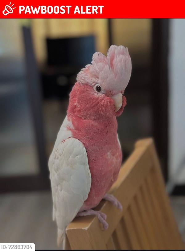Lost Male Bird last seen South kenton, Greater London, England HA9 8QY
