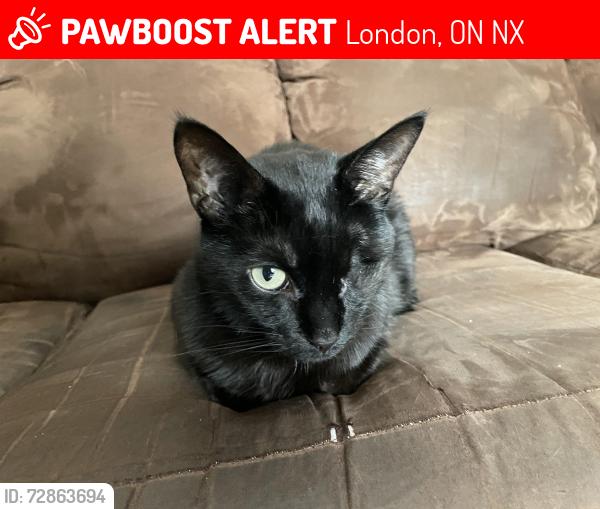 Lost Male Cat last seen Wakefield Place, London, London, ON N5X