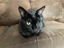Lost Male Cat last seen Wakefield Place, London, London, ON N5X