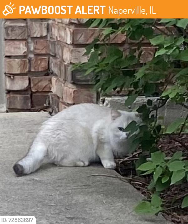 Found/Stray Unknown Cat last seen Wehrli rd and Pathway dr. , Naperville, IL 60565