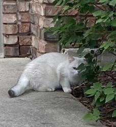 Found/Stray Unknown Cat last seen Wehrli rd and Pathway dr. , Naperville, IL 60565