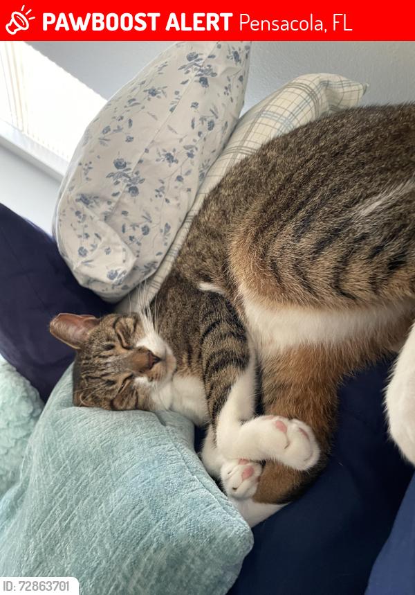 Lost Male Cat last seen Baptist Healthcare, Pensacola, FL 32514