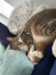 Lost Male Cat last seen Baptist Healthcare, Pensacola, FL 32514