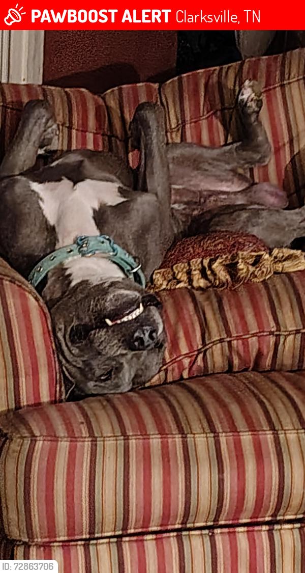 Lost Male Dog last seen Behind Ajs bar Zachry Dr, Dover crossing, Walmart area, Clarksville, TN 37042