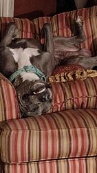 Lost Male Dog last seen Behind Ajs bar Zachry Dr, Dover crossing, Walmart area, Clarksville, TN 37042