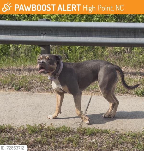 Found/Stray Unknown Dog last seen West heartly drive in the stretch between Westover Dr. and the next light, High Point, NC 27265