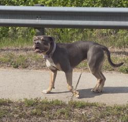 Found/Stray Unknown Dog last seen West heartly drive in the stretch between Westover Dr. and the next light, High Point, NC 27265