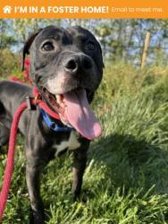 Shelter Stray Male Dog last seen Near Woodbrook Ave, 21217, MD, Baltimore, MD 21230