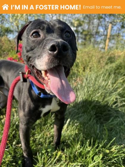 Shelter Stray Male Dog last seen Near Woodbrook Ave, 21217, MD, Baltimore, MD 21230