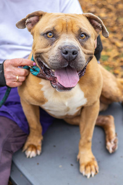 Shelter Stray Male Dog last seen , 30083, GA, Atlanta, GA 30341