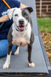 Shelter Stray Female Dog last seen Near Lineview Dr Ellenwood, 30294, 30294, GA, Atlanta, GA 30341