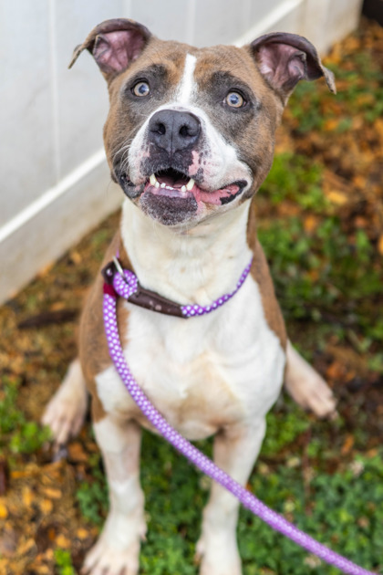 Shelter Stray Male Dog last seen Near Waldrop Hills Dr, 30034, GA, Atlanta, GA 30341