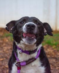 Shelter Stray Male Dog last seen Lancashire Circle,  Stone Mountain, GA 30083, 30083, GA, Atlanta, GA 30341