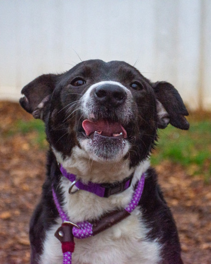 Shelter Stray Male Dog last seen Lancashire Circle,  Stone Mountain, GA 30083, 30083, GA, Atlanta, GA 30341