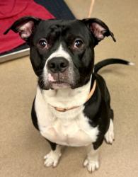 Shelter Stray Male Dog last seen Near Hunters Glen Drive, 30083, GA, Atlanta, GA 30341